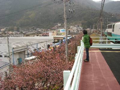 河津駅ホームから桜並木を見る (右は出発していくスーパービュー踊り子号)
