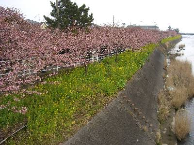 桜と菜の花に彩られた河津川の土手