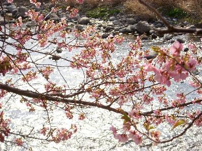 桜と河津川