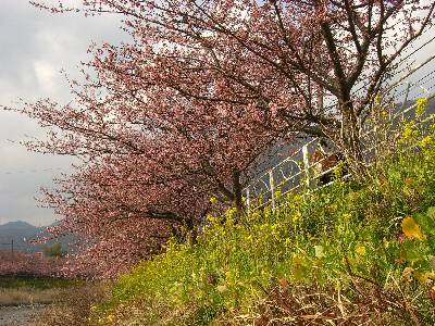 菜の花と桜並木