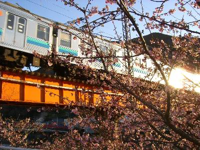 桜と伊豆急電車