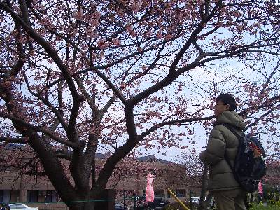 桜の写真の構図を考える奥村 (妻撮影)